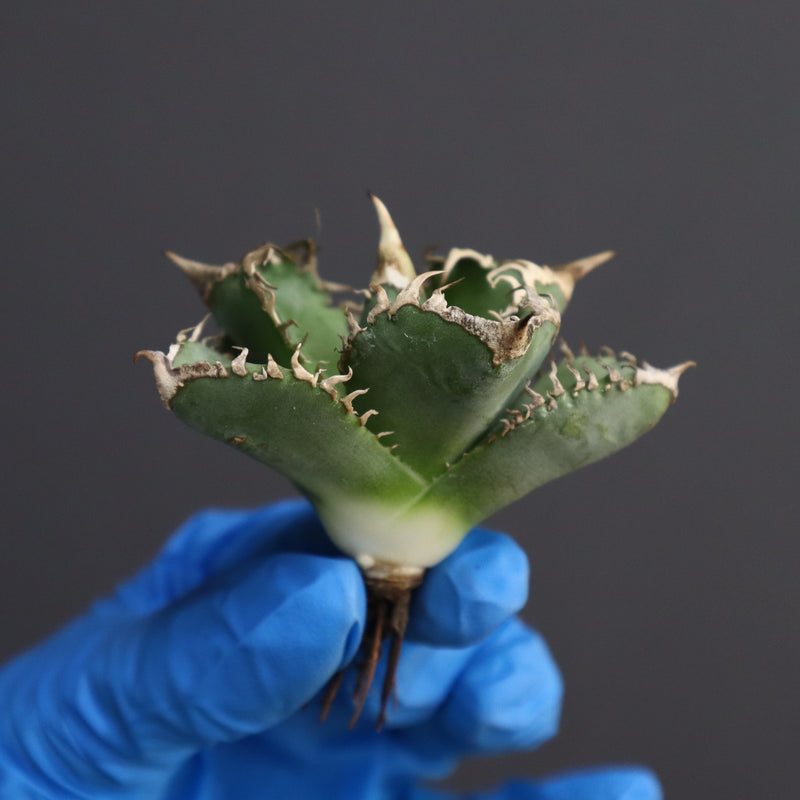 【ベアルート】アガベ 白豪刺　EC339