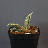 【DRAGON AGAVE】アガベ dennis哥吉拉 EC1335