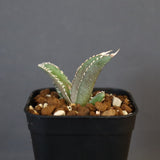 【DRAGON AGAVE】アガベ dennis哥吉拉 EC1335
