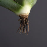 【ベアルート】アガベ 白豪刺　EC339