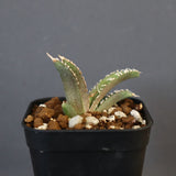 【DRAGON AGAVE】アガベ dennis哥吉拉 EC1335