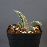 【DRAGON AGAVE】アガベ dennis哥吉拉 EC1335