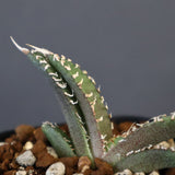 【DRAGON AGAVE】アガベ dennis哥吉拉 EC1335