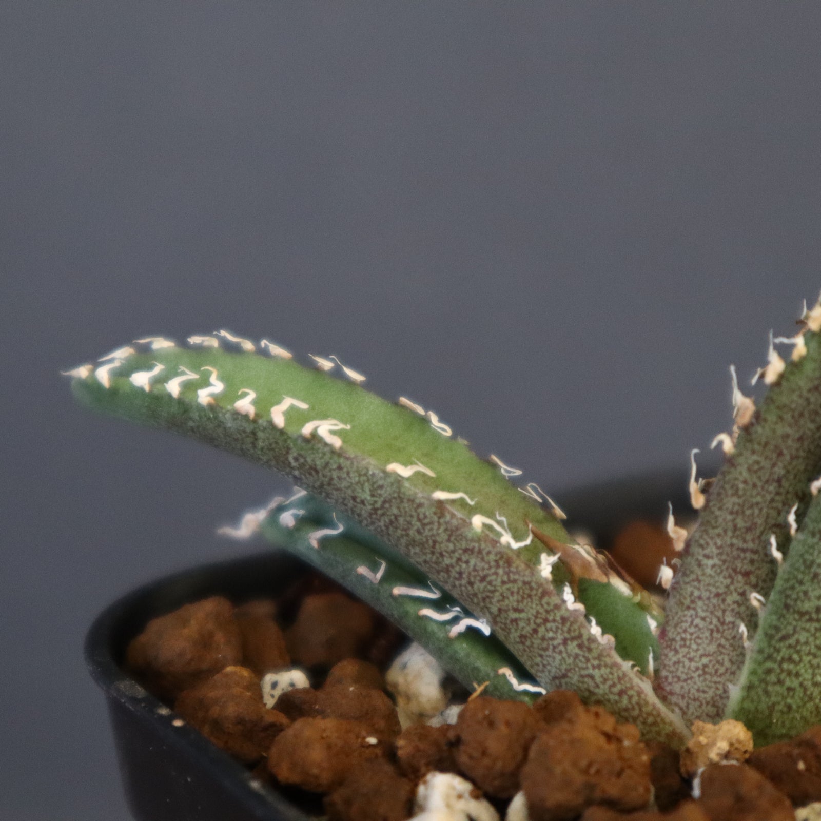 DRAGON AGAVE】アガベ dennis哥吉拉 EC1335 – TaiShoDo ONLINE SHOP