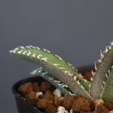 【DRAGON AGAVE】アガベ dennis哥吉拉 EC1335