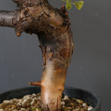 C.ボラネンシス 19
