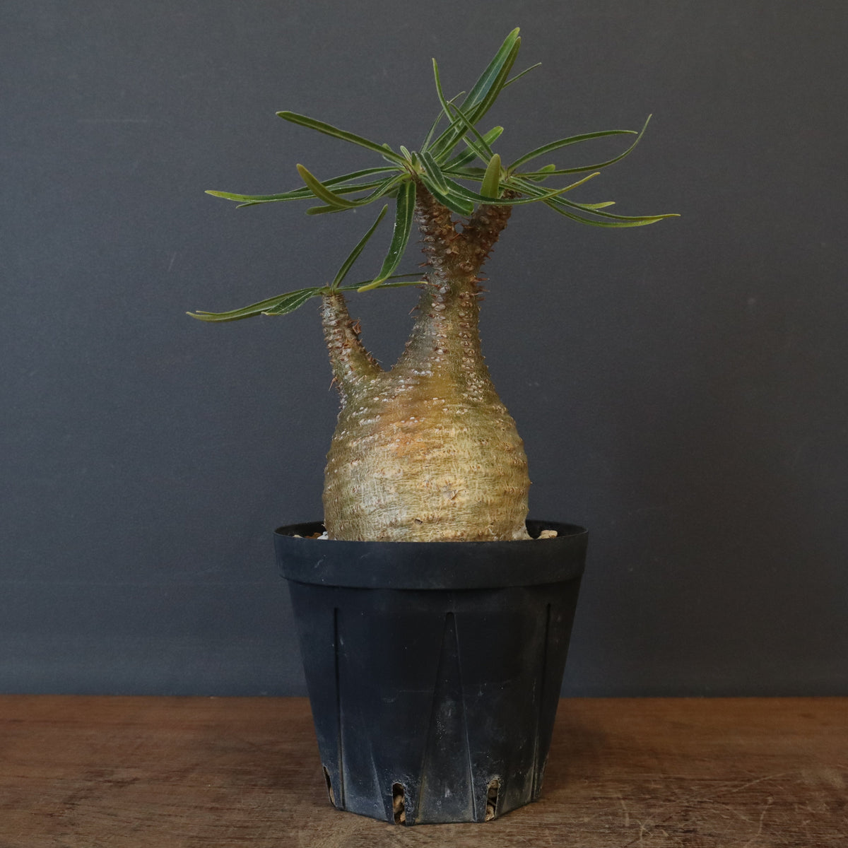 塊根植物 – 9ページ目 – TaiShoDo ONLINE SHOP