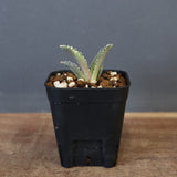 【DRAGON AGAVE】アガベ dennis哥吉拉 EC1333