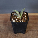 【DRAGON AGAVE】アガベ dennis哥吉拉 EC1333