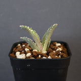 【DRAGON AGAVE】アガベ dennis哥吉拉 EC1333