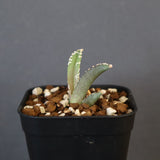 【DRAGON AGAVE】アガベ dennis哥吉拉 EC1333