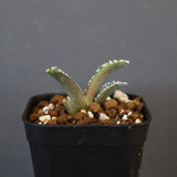 【DRAGON AGAVE】アガベ dennis哥吉拉 EC1333