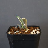 【DRAGON AGAVE】アガベ dennis哥吉拉 EC1333