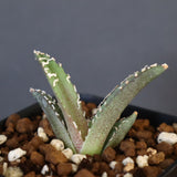 【DRAGON AGAVE】アガベ dennis哥吉拉 EC1333