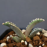 【DRAGON AGAVE】アガベ dennis哥吉拉 EC1333