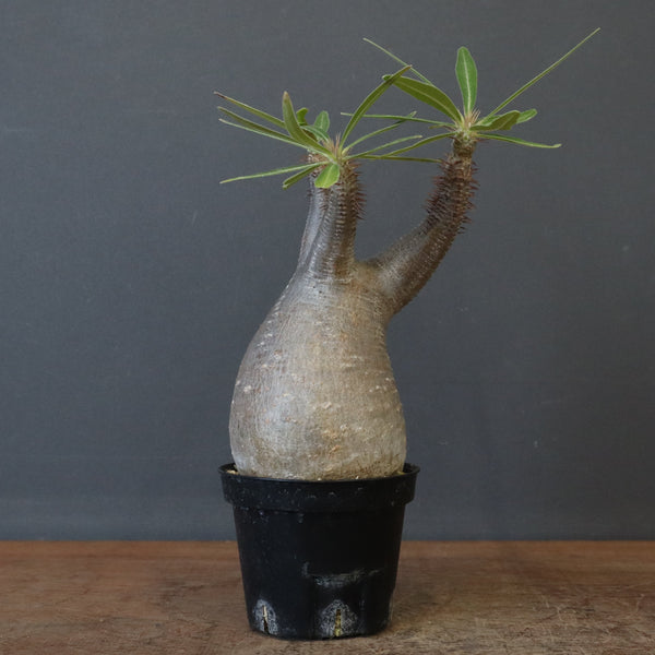 P.グラキリス 1450