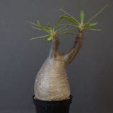 P.グラキリス 1450