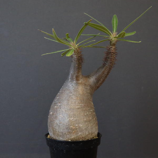 P.グラキリス 1450