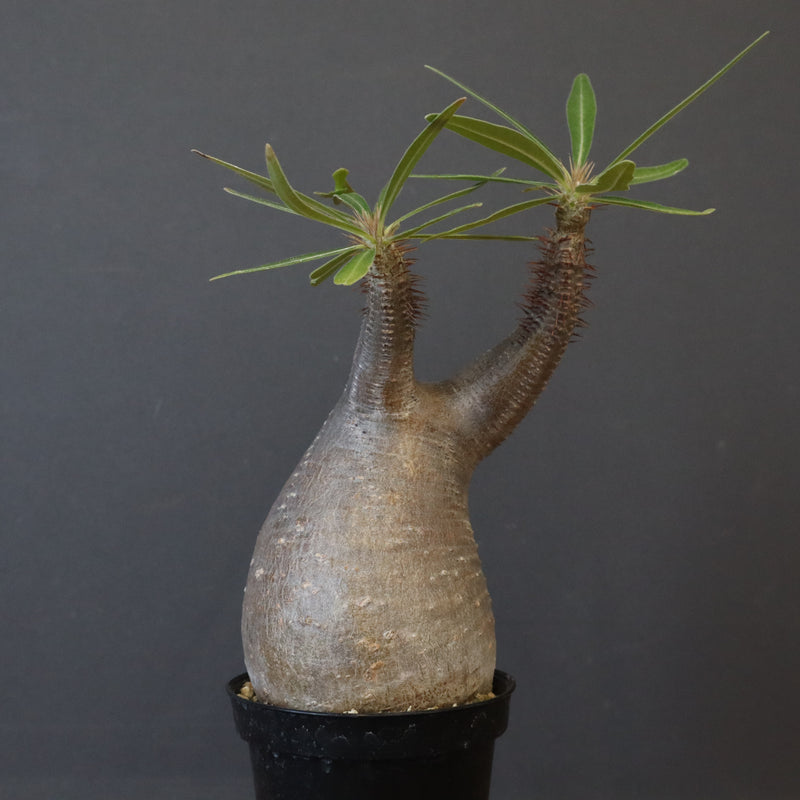 P.グラキリス 1450