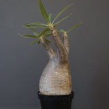 P.グラキリス 1450