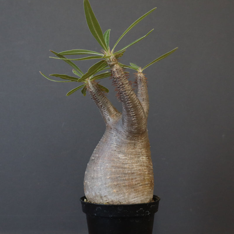 P.グラキリス 1450