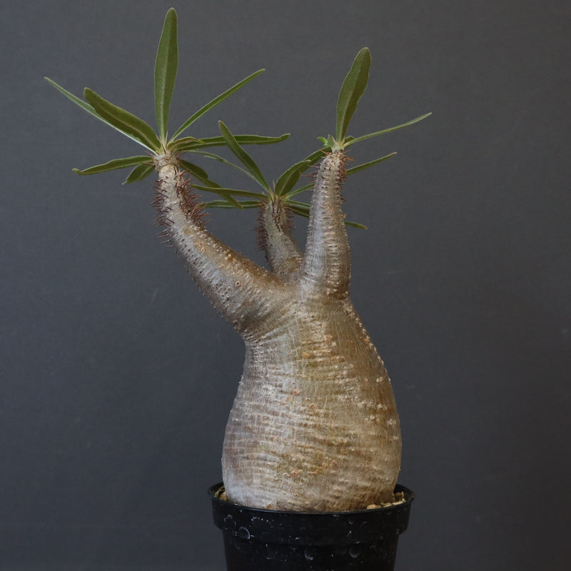 P.グラキリス 1450