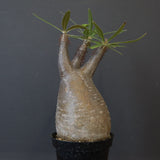 P.グラキリス 1450