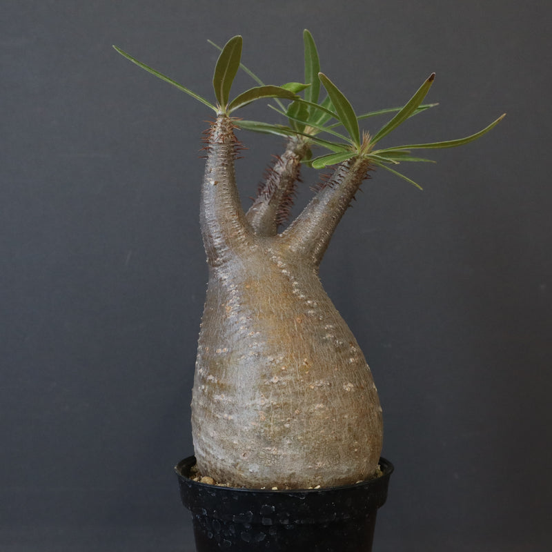 P.グラキリス 1450