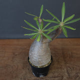 P.グラキリス 1450