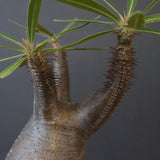 P.グラキリス 1450