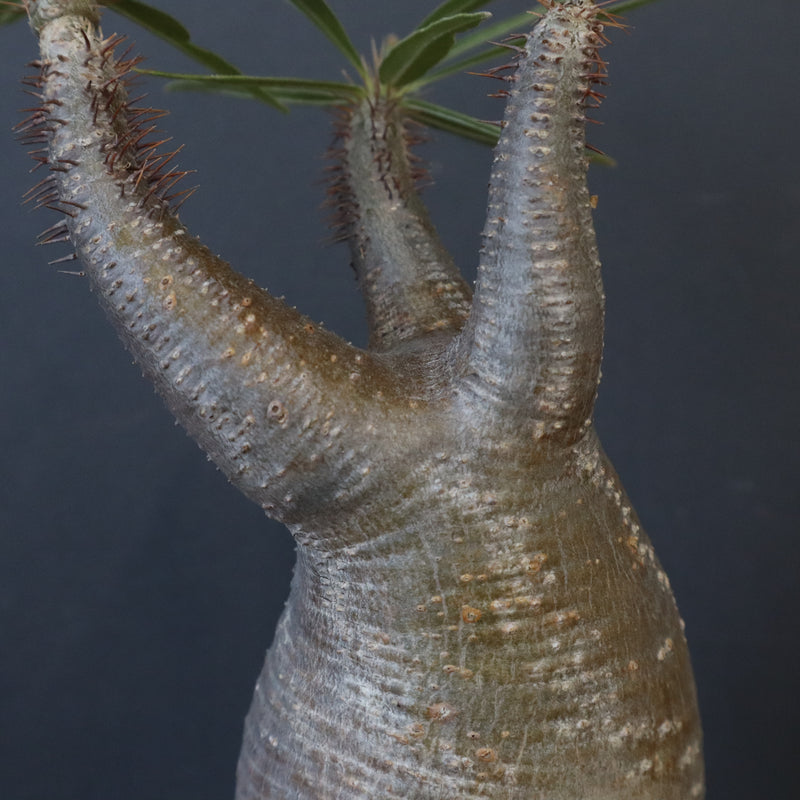 P.グラキリス 1450