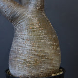 P.グラキリス 1450