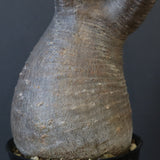 P.グラキリス 1450