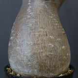 P.グラキリス 1450