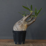 P.グラキリス 1471