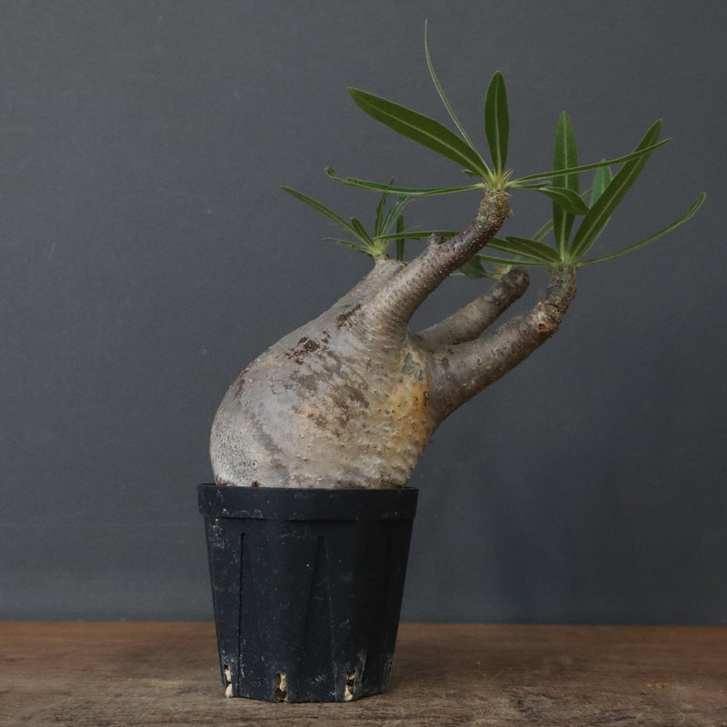 P.グラキリス 1471