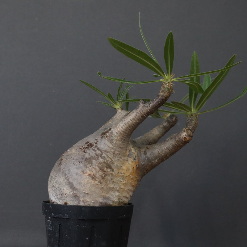 P.グラキリス 1471