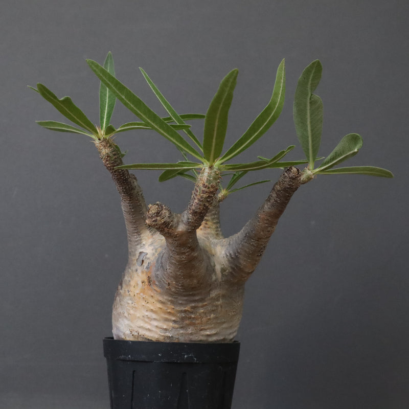 P.グラキリス 1471