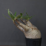 P.グラキリス 1471