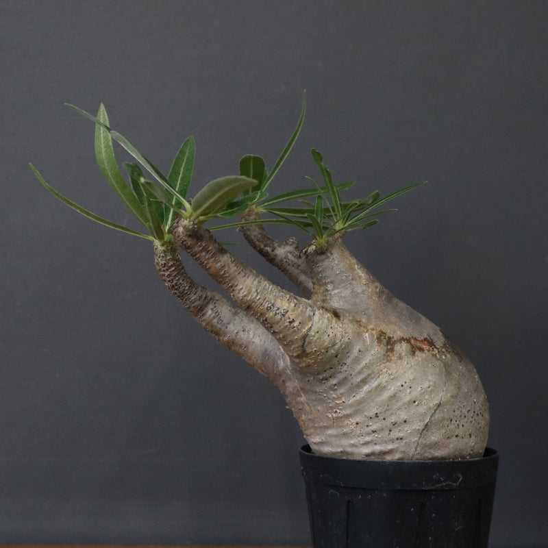 P.グラキリス 1471