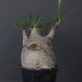 P.グラキリス 1471