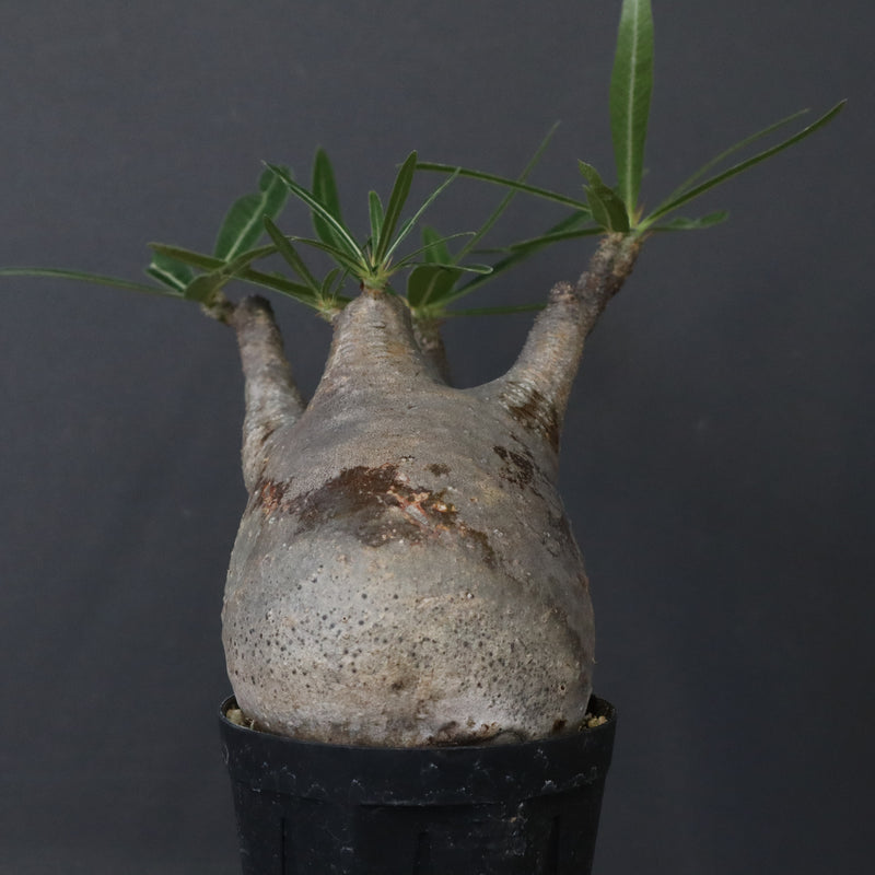 P.グラキリス 1471