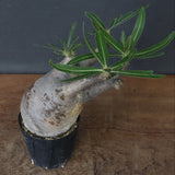 P.グラキリス 1471