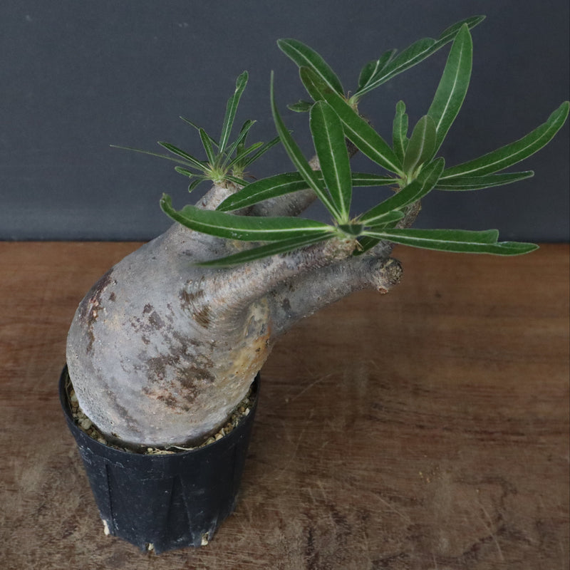 P.グラキリス 1471