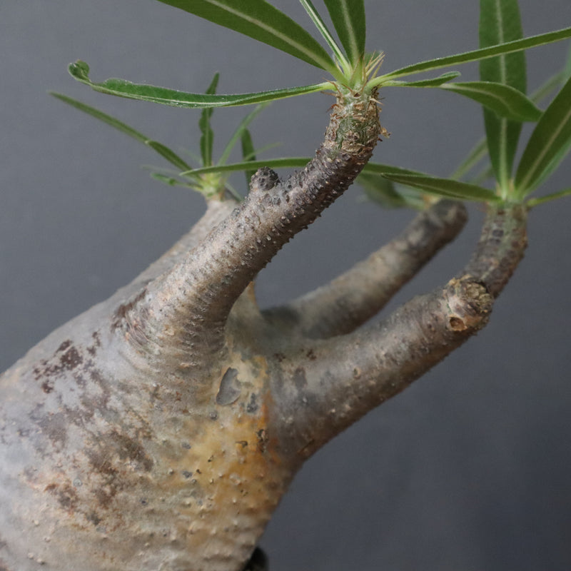 P.グラキリス 1471