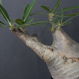 P.グラキリス 1471