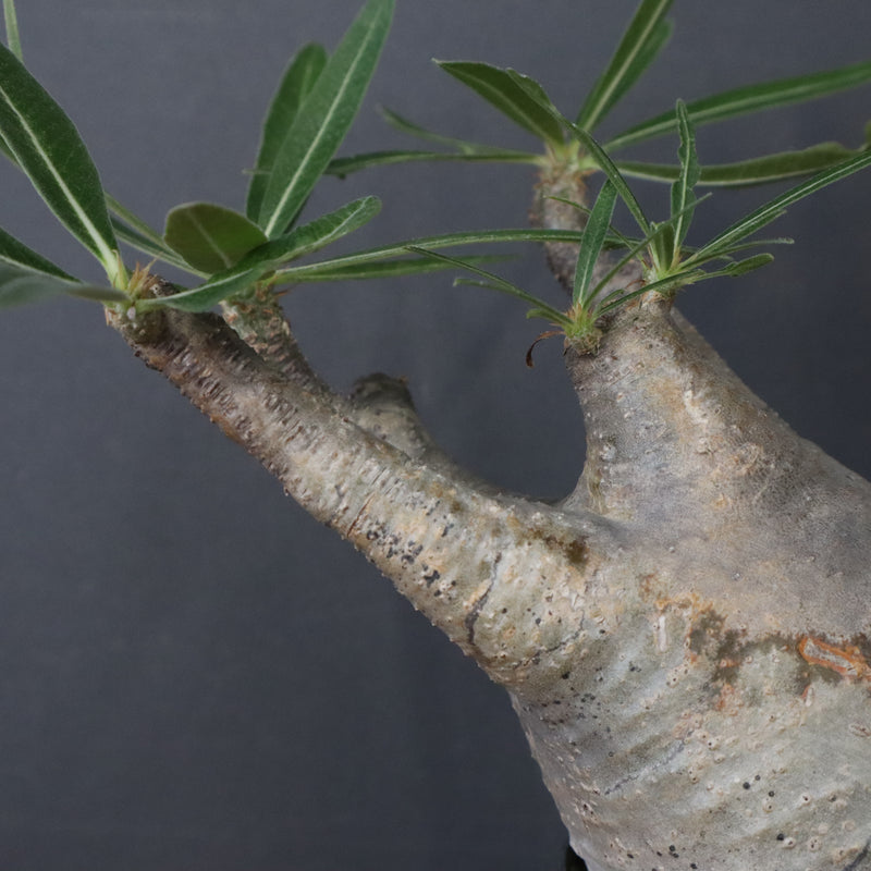 P.グラキリス 1471