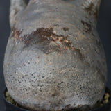 P.グラキリス 1471