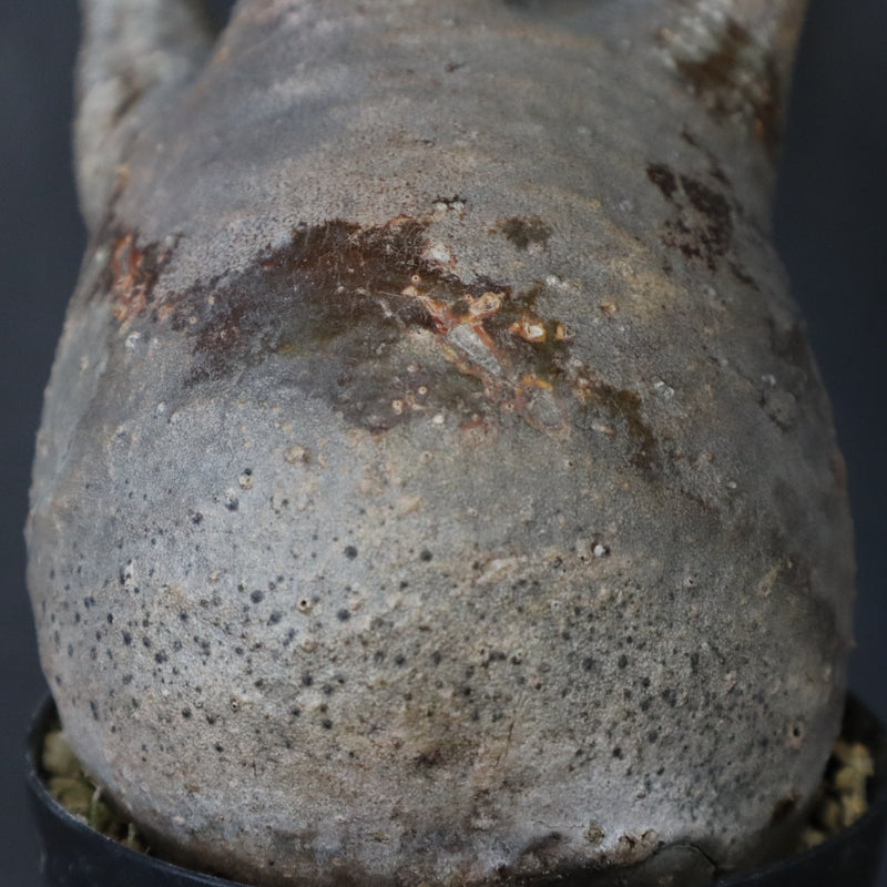 P.グラキリス 1471