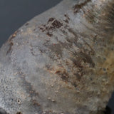 P.グラキリス 1471